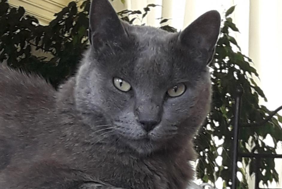 Alerte Disparition Chat  Femelle , 10 ans L'Escarène France